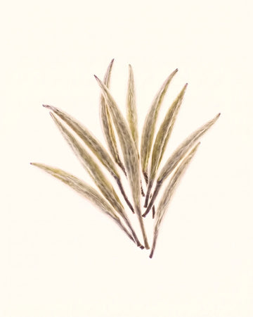 White Tea