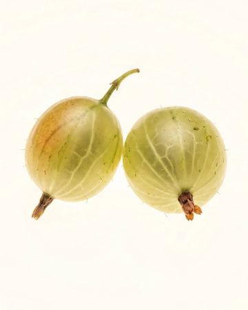 Gooseberry