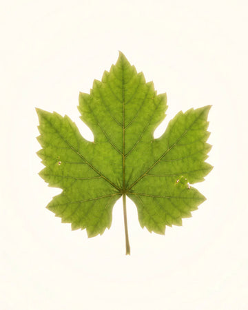Vine Leaf