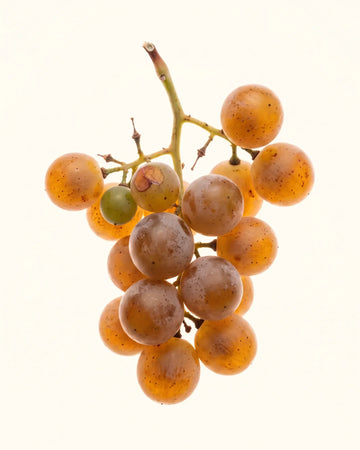 Muscat Grapes