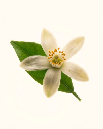 Orange Blossom