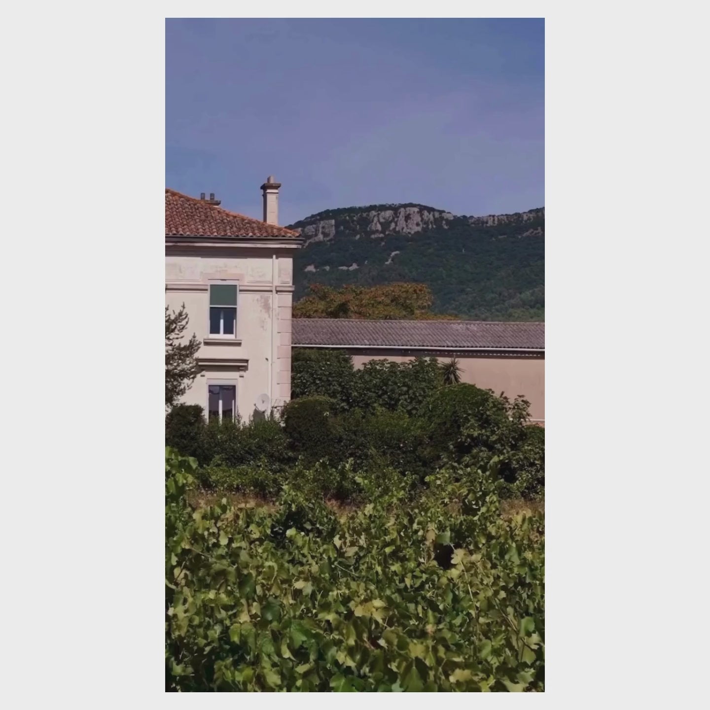 Load video: Society De La Rassi - Beso Besa Sparkling Rosé