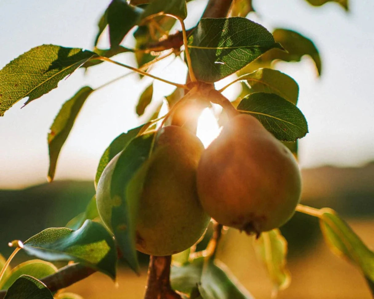 French Bloom Geschmacksrichtung: Birne