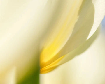 Weiße Blüten