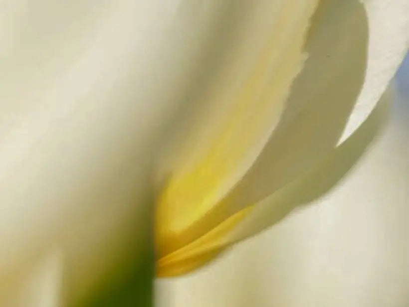 French Bloom Geschmacksnote: Weiße Blumen